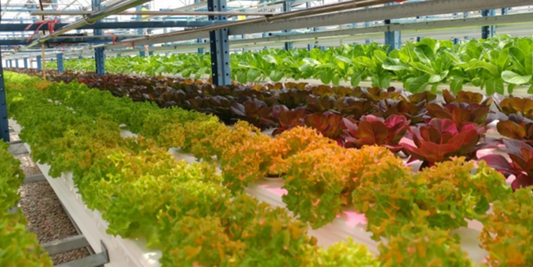 Next-Gen Indoor Farming: Why Custom, State-Specific LED Grow Lights Are the Key to Agricultural Success Across the USA